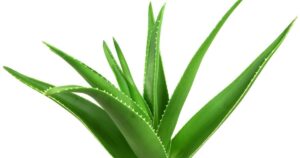एलोवेरा क्या होता है?