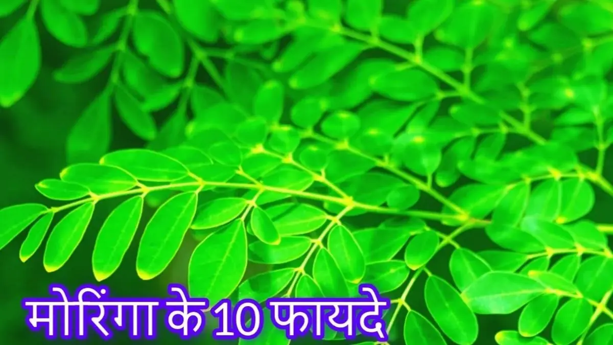 Moringa khane se kya hota hai